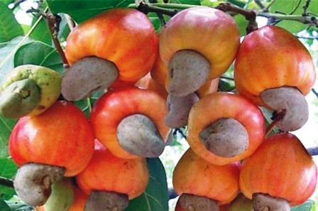 Les exportations nationales de noix de cajou se portent bien ảnh 1 Les exportations nationales de noix de cajou se portent bien ảnh 1