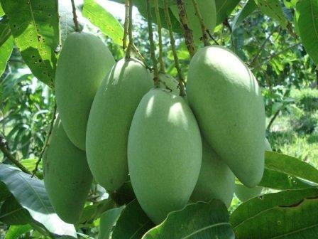 Elargissement des débouchés pour les fruits vietnamiens ảnh 1 Elargissement des débouchés pour les fruits vietnamiens ảnh 1