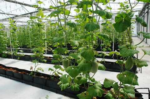 Application des technologies informatiques dans l’agriculture ảnh 1