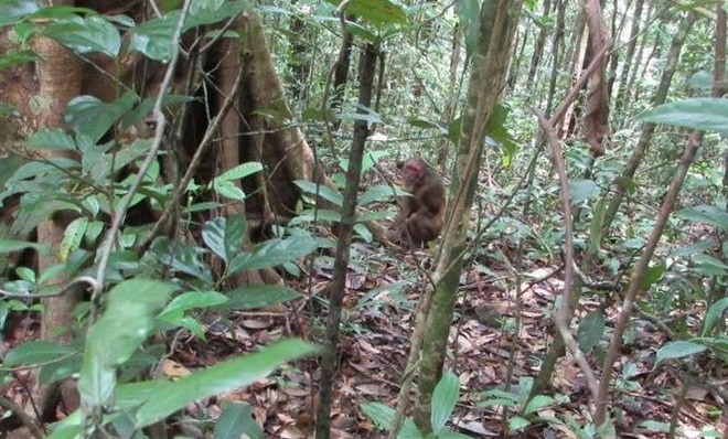 Binh Phuoc : six animaux rares et précieux relâchés dans la nature ảnh 1 Binh Phuoc : six animaux rares et précieux relâchés dans la nature ảnh 1