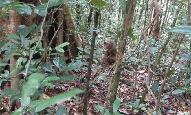 Binh Phuoc : six animaux rares et précieux relâchés dans la nature ảnh 1