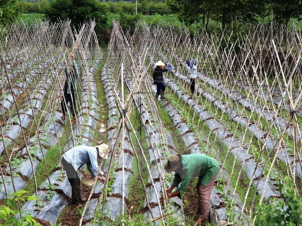 Plan de développement de l'économie collective et des coopératives pour la période 2021-2025 ảnh 1 Plan de développement de l'économie collective et des coopératives pour la période 2021-2025 ảnh 1