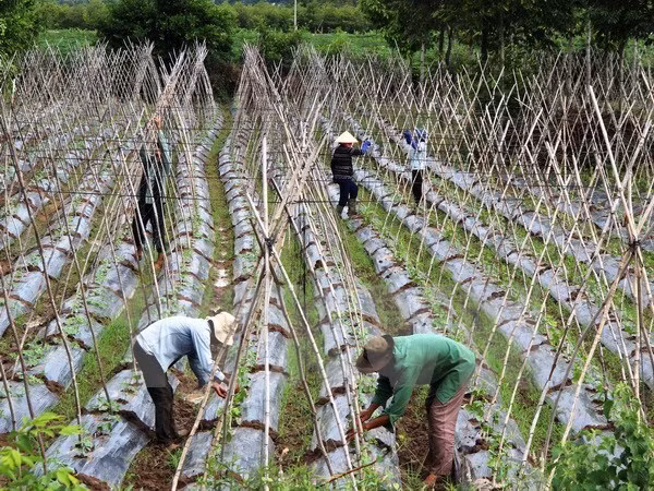 Plan de développement de l'économie collective et des coopératives pour la période 2021-2025 ảnh 1