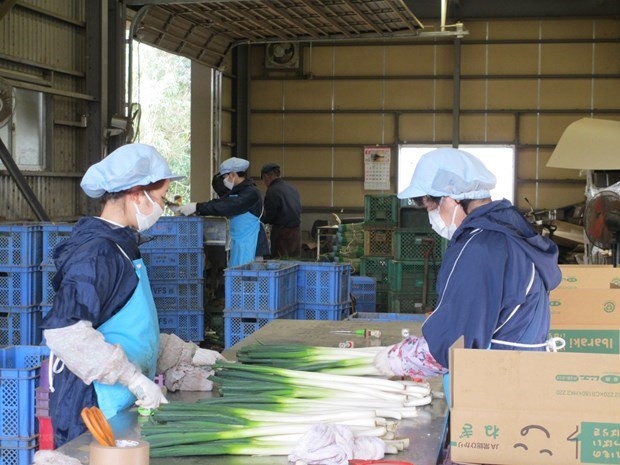 Le Vietnam dépasse la Chine pour la première fois en nombre d'ouvriers travaillant au Japon ảnh 1