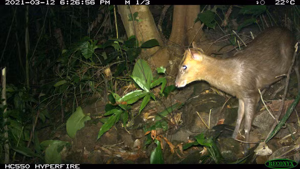 Découverte du muntjac considéré comme éteint dans la réserve naturelle de Phong Dien ảnh 1