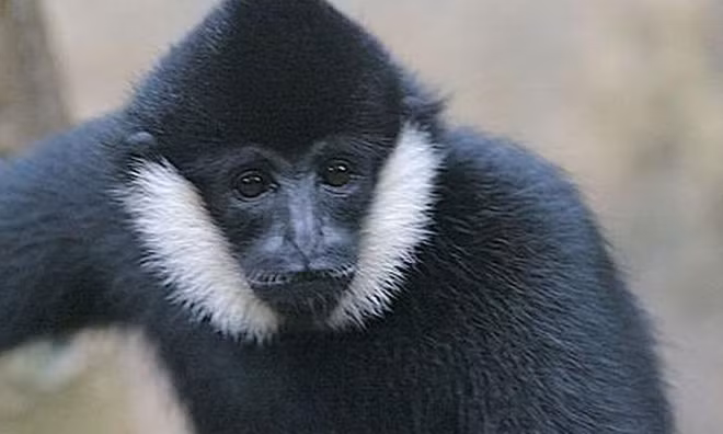 Le parc national de Vu Quang reçoit un rare gibbon à favoris blancs ảnh 1