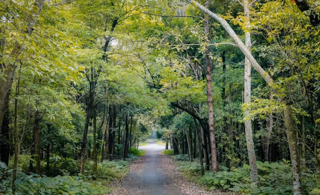 La production sylvicole devrait atteindre une croissance de 5,0% à 5,5% ảnh 1