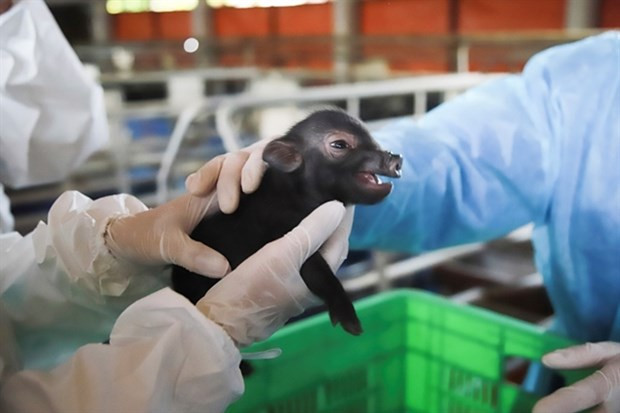 Le Vietnam réussit à cloner des cochons ventrus à partir de cellules somatiques ảnh 1 Le Vietnam réussit à cloner des cochons ventrus à partir de cellules somatiques ảnh 1