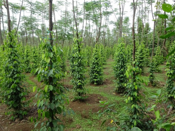 L'Association mondiale du poivre étudie le marché vietnamien ảnh 1