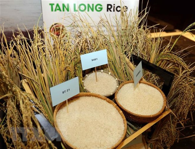 L'exportation de riz prévoit d'atteindre plus de 3,15 milliards de dollars en 2018 ảnh 1