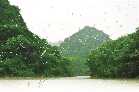 Le site écologique du jardin aux oiseaux de Thung Nham à Ninh Binh ảnh 1