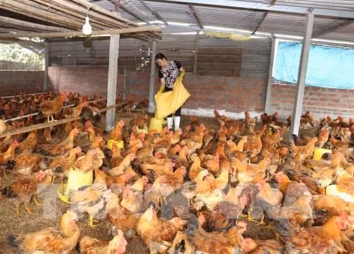 CPTPP: défis et opportunités pour le secteur de l'élevage au Vietnam ảnh 1