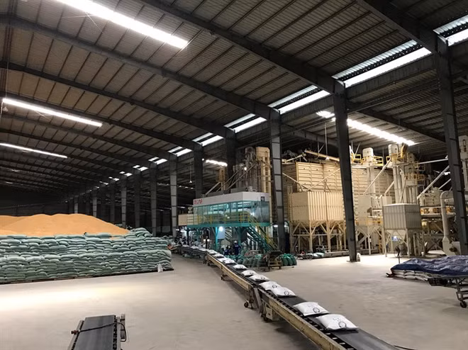 Le Vietnam exportera 50.000 tonnes de riz Japonica en République de Corée ảnh 1