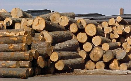 Bois : 1,66 milliard de dollars d’importations en 2015 ảnh 1