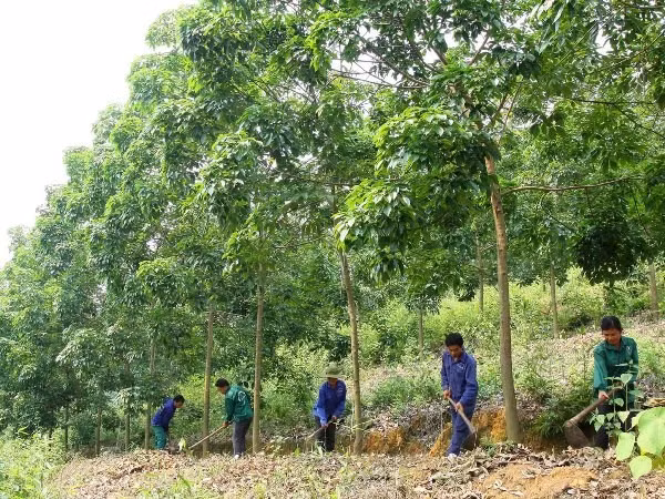 JICA aide la région du Tay Bac dans la gestion durable des ressources naturelles ảnh 1 JICA aide la région du Tay Bac dans la gestion durable des ressources naturelles ảnh 1