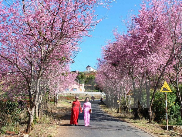 Hanoi va fêter les cerisiers en fleurs ảnh 1 Hanoi va fêter les cerisiers en fleurs ảnh 1