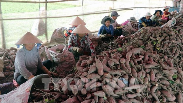 Le Vietnam prêt à exporter son premier lot de patates douces vers la Chine ảnh 1 Le Vietnam prêt à exporter son premier lot de patates douces vers la Chine ảnh 1