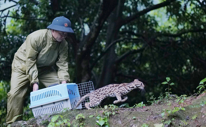 Les entreprises sont invitées à accroître leur responsabilité en matière de conservation de la faune ảnh 1