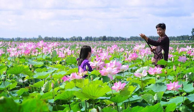 À Dông Thap Muoi, le lotus dans tous ses états ảnh 5 À Dông Thap Muoi, le lotus dans tous ses états ảnh 5