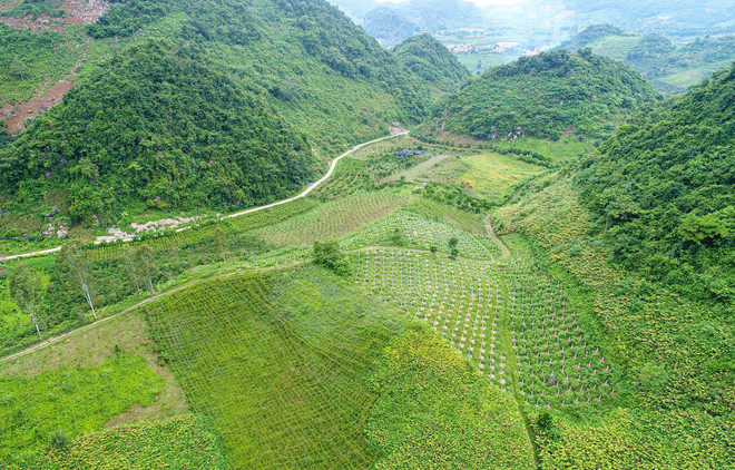 Plantation des arbres fruitiers du dragon - Direction prospective des minorités de Son La ảnh 1 Plantation des arbres fruitiers du dragon - Direction prospective des minorités de Son La ảnh 1