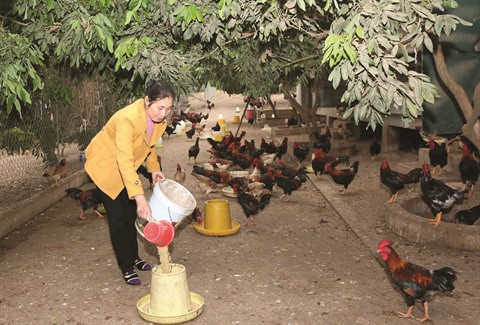 Hanoï: des changements miraculeux au sein des ethnies minoritaires ảnh 1 Hanoï: des changements miraculeux au sein des ethnies minoritaires ảnh 1