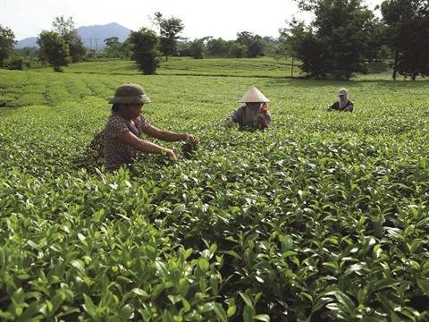 Phu Tho s’attèle à la réduction durable de la pauvreté ảnh 1 Phu Tho s’attèle à la réduction durable de la pauvreté ảnh 1