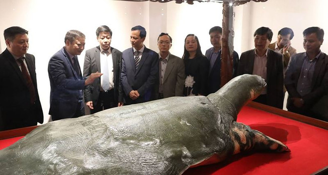 La tortue géante de Hoàn Kiêm ressuscite sous un nouveau jour ảnh 1 La tortue géante de Hoàn Kiêm ressuscite sous un nouveau jour ảnh 1