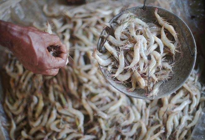 La Thaïlande suspend les importations de crevettes indiennes ảnh 1 La Thaïlande suspend les importations de crevettes indiennes ảnh 1