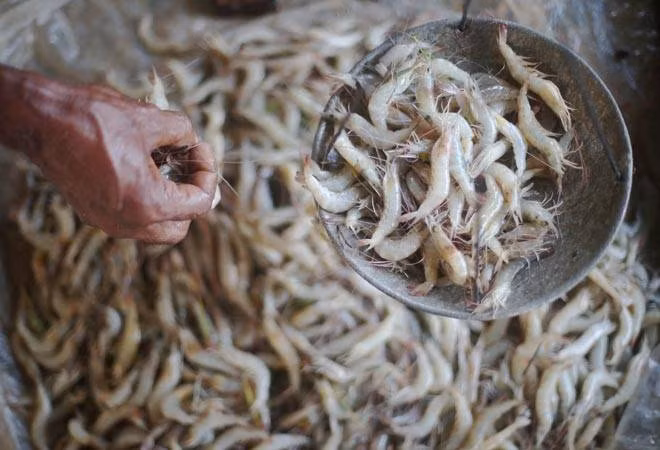 La Thaïlande suspend les importations de crevettes indiennes ảnh 1