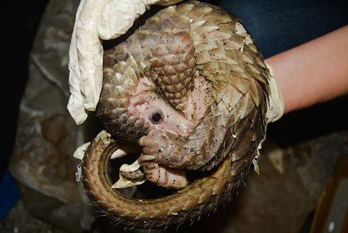 Près de 50 animaux sauvages sauvés avec succès ảnh 1 Près de 50 animaux sauvages sauvés avec succès ảnh 1