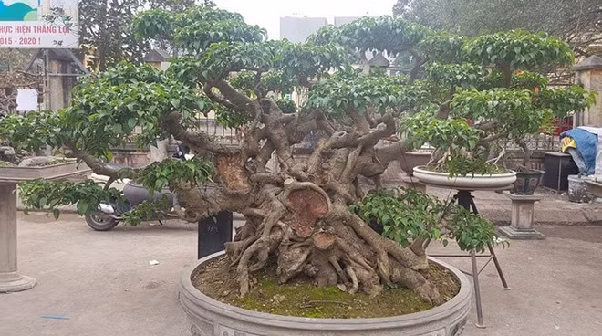 Triều Khúc, la passion des bonsaïs ảnh 2 Triều Khúc, la passion des bonsaïs ảnh 2