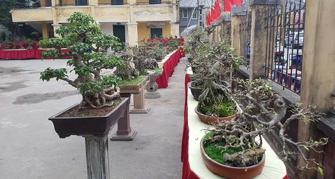 Triều Khúc, la passion des bonsaïs ảnh 3 Triều Khúc, la passion des bonsaïs ảnh 3