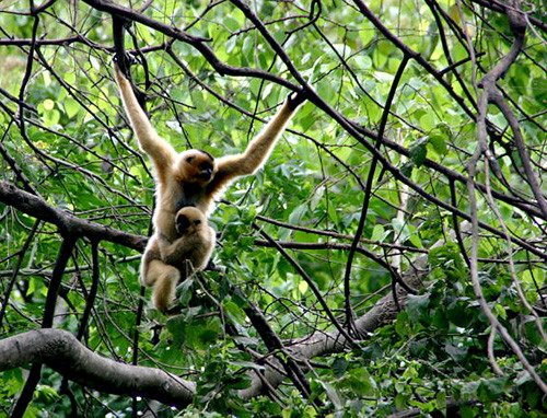 Mise en œuvre de huit programmes dans la Réserve mondiale de biosphère Lang Biang ảnh 3 Mise en œuvre de huit programmes dans la Réserve mondiale de biosphère Lang Biang ảnh 3