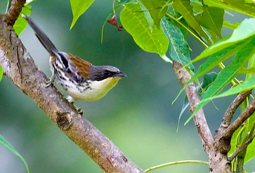 Mise en œuvre de huit programmes dans la Réserve mondiale de biosphère Lang Biang ảnh 2 Mise en œuvre de huit programmes dans la Réserve mondiale de biosphère Lang Biang ảnh 2