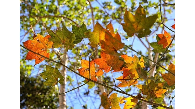 Cinq sites pour contempler les érables au Vietnam ảnh 1 Cinq sites pour contempler les érables au Vietnam ảnh 1