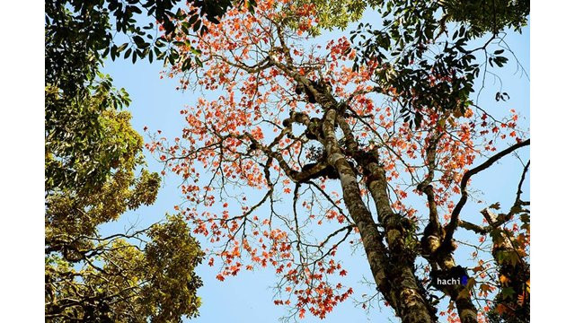 Cinq sites pour contempler les érables au Vietnam ảnh 2 Cinq sites pour contempler les érables au Vietnam ảnh 2