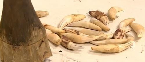 Le trafic d'animaux sauvages et de plantes doit être plus sévèrement puni ảnh 1 Le trafic d'animaux sauvages et de plantes doit être plus sévèrement puni ảnh 1