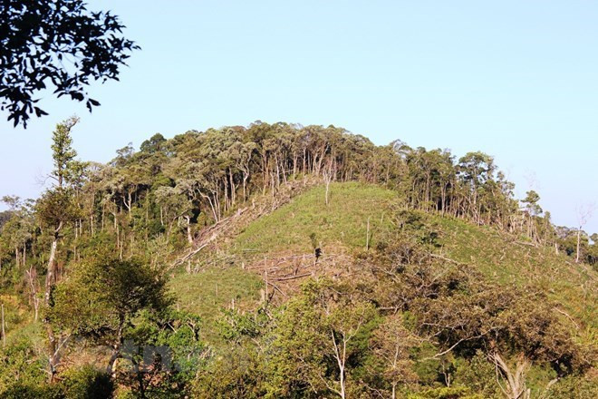 100.000 ha de forêt à gérer de manière durable chaque année ảnh 1 100.000 ha de forêt à gérer de manière durable chaque année ảnh 1