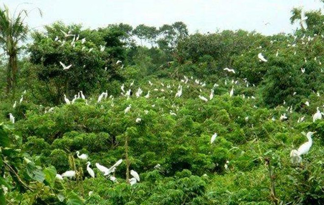 Le jardin des oiseaux de la ville de Ca Mau ảnh 1 Le jardin des oiseaux de la ville de Ca Mau ảnh 1