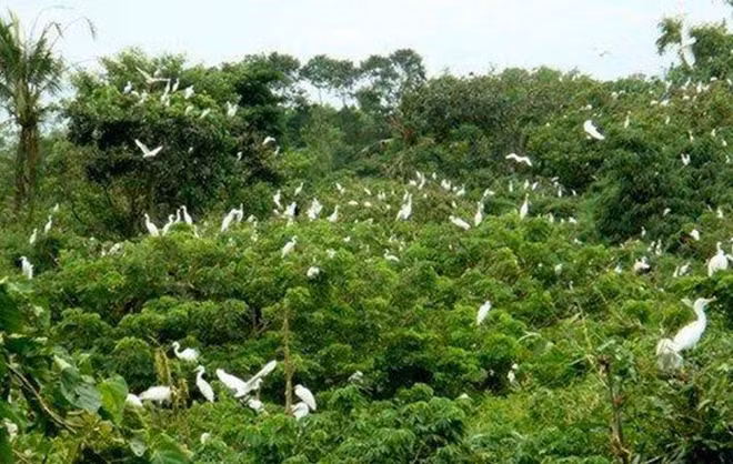 Le jardin des oiseaux de la ville de Ca Mau ảnh 1