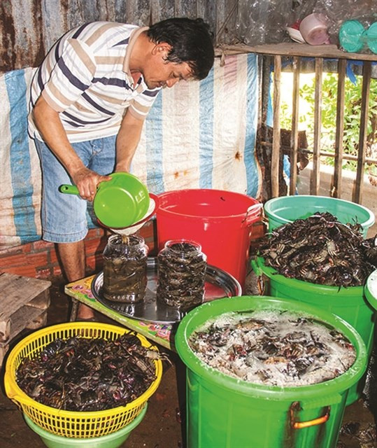 La fabrication de la sauce traditionnelle de Ca Mau reconnue patrimoine culturel national ảnh 1 La fabrication de la sauce traditionnelle de Ca Mau reconnue patrimoine culturel national ảnh 1