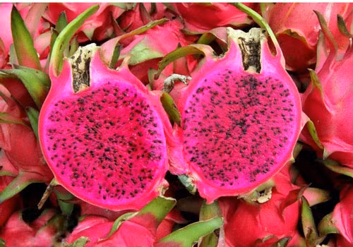 Le fruit du dragon à chair rouge bientôt exporté vers le Japon ảnh 1 Le fruit du dragon à chair rouge bientôt exporté vers le Japon ảnh 1