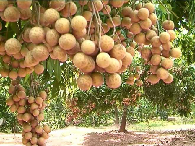 Son La accélère les exportations de longanes vers les États-Unis et l’Australie ảnh 1