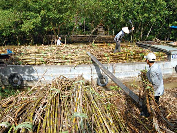 Pour un développement durable de la filière nationale de la canne à sucre ảnh 1 Pour un développement durable de la filière nationale de la canne à sucre ảnh 1