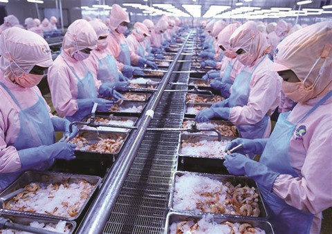 Les exportations de crevettes dépasseront 4 milliards de dollars ảnh 1 Les exportations de crevettes dépasseront 4 milliards de dollars ảnh 1