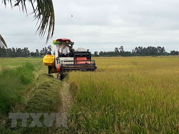 Le 3e Festival du riz du Vietnam prévu en décembre prochain ảnh 1