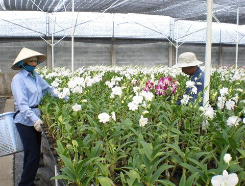 Orchidées et bonsaïs auront leurs festivals à Hô Chi Minh-Ville ảnh 1 Orchidées et bonsaïs auront leurs festivals à Hô Chi Minh-Ville ảnh 1