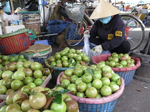 Aménagement de plantations de pommes de lait Lo Rèn pour l’exportation ảnh 1 Aménagement de plantations de pommes de lait Lo Rèn pour l’exportation ảnh 1