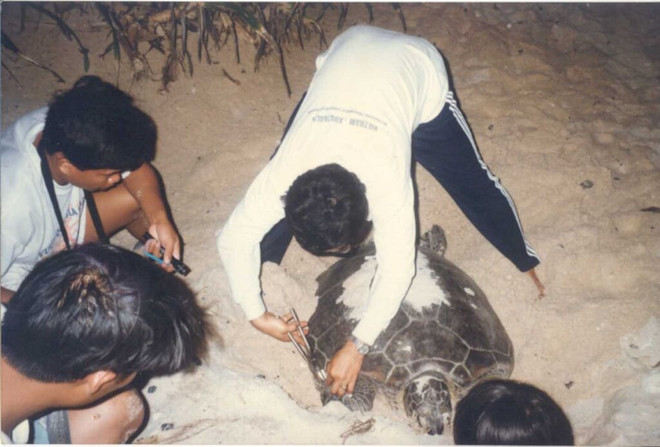 Lancement des propositions de recherche sur la conservation des tortues marines ảnh 2 Lancement des propositions de recherche sur la conservation des tortues marines ảnh 2