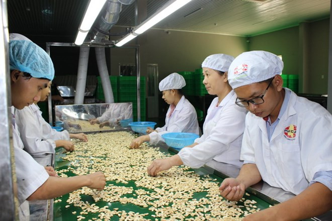 Le Vietnam aide le Cambodge à augmenter sa production de noix de cajou ảnh 1 Le Vietnam aide le Cambodge à augmenter sa production de noix de cajou ảnh 1